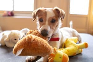 Comment empêcher mon chien de faire des bêtises? 