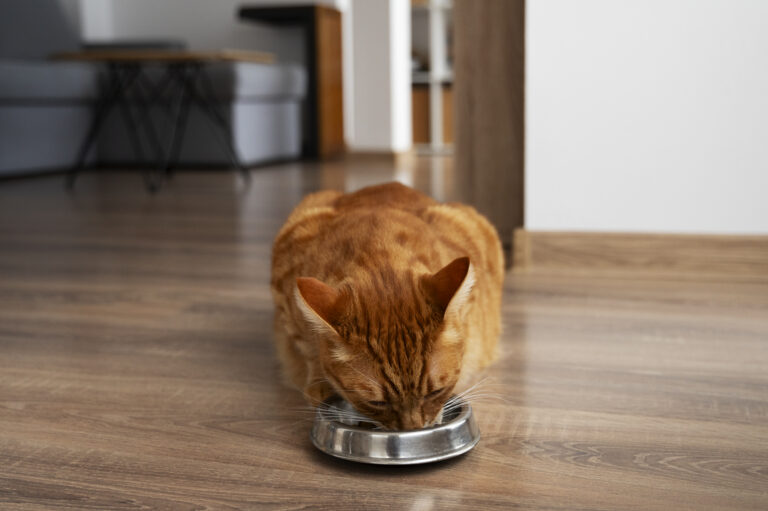 aliment-dangereux-chat-maitre-croquettes