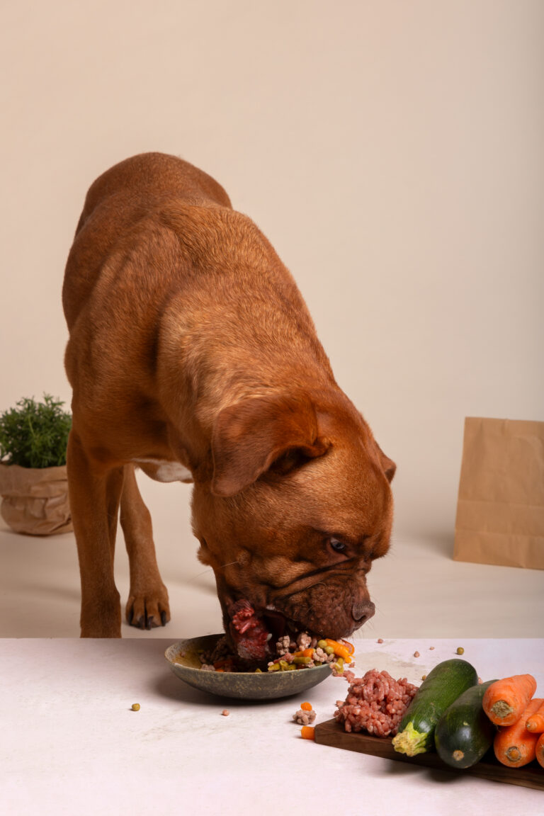 protein chien