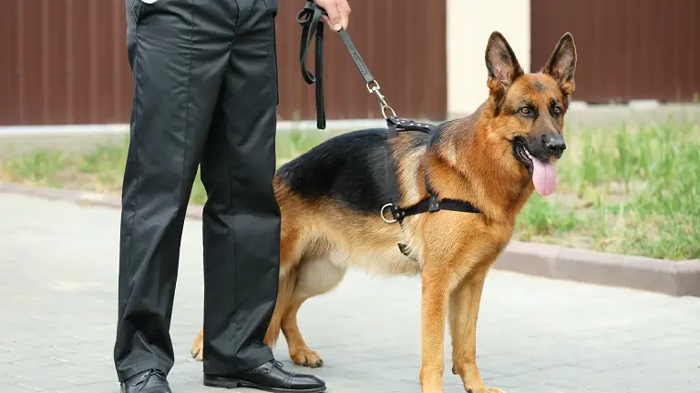 Agent de sécurité cynophile