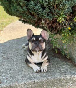 Koba - Bouledogue Français