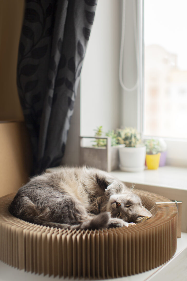 Chat litère