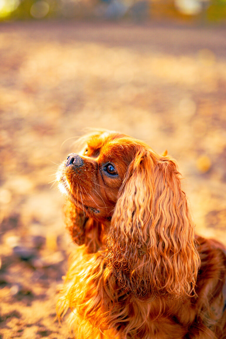 cavalier-king-charles-maitre-croquettes