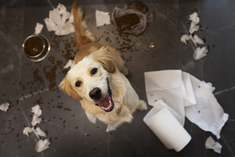 chien-a-angle-eleve-faisant-un-gachis-a-l-interieur