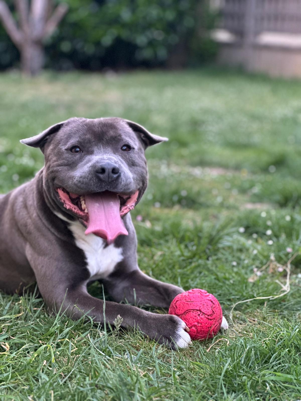 César - Staffordshire Bull Terrier