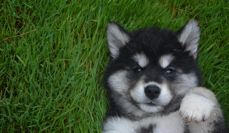 Really Sweet Up Close Face of an Alusky Puppy on His Back