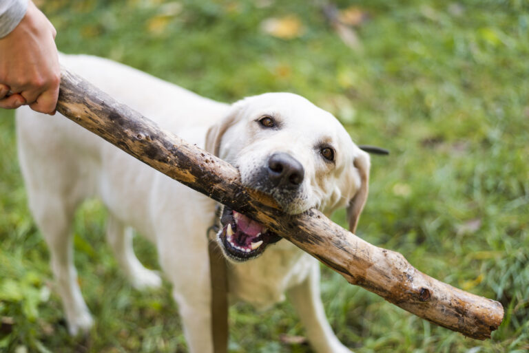 bois-olivier-chien