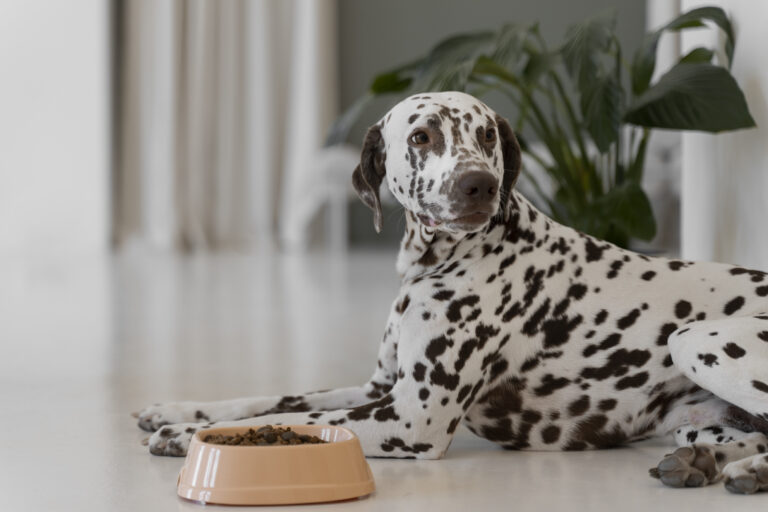 chien- surpoids-maitre croquettes