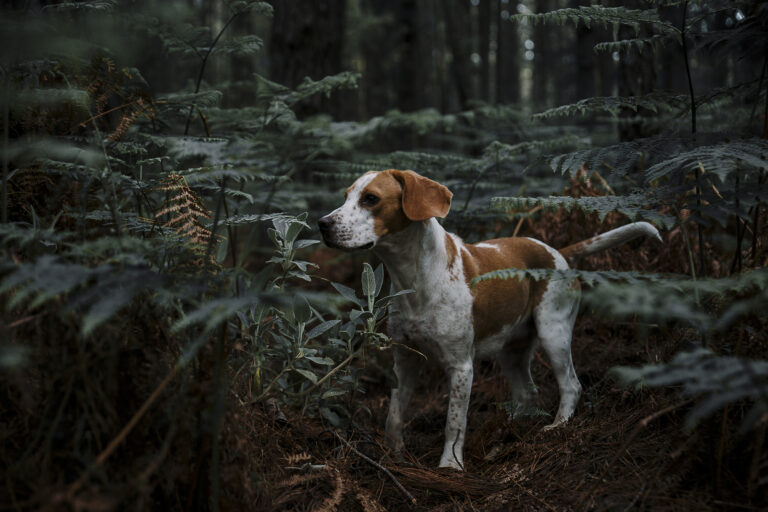 excrement chien